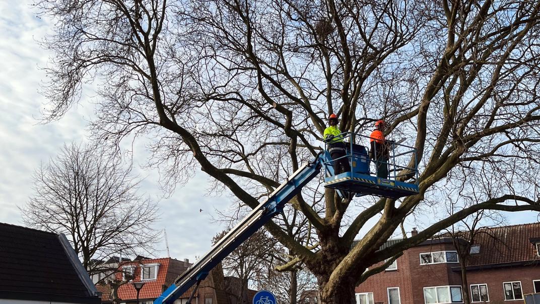 Bomen snoeien