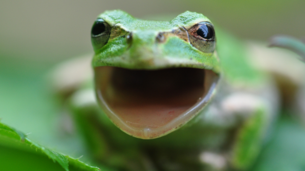 Stockfoto boomkikker