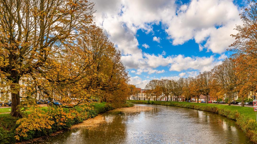 Bomen Singel